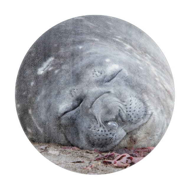 Sleeping elephant seal cutting board (Front)
