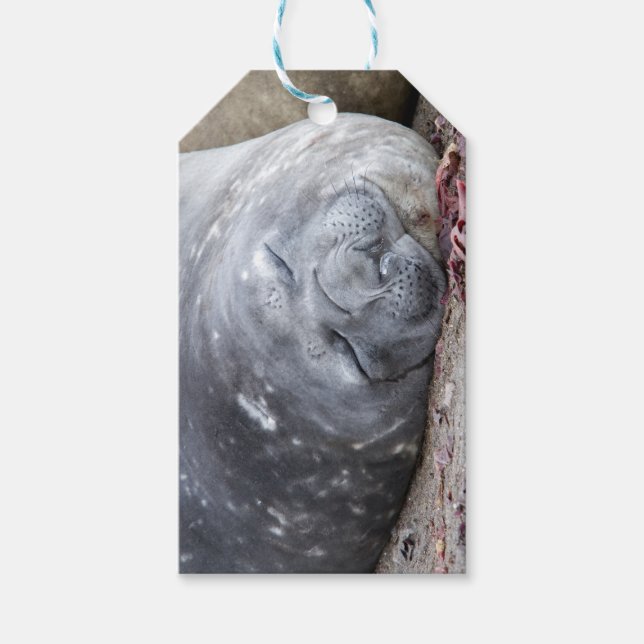 Sleeping elephant seal gift tags (Front)