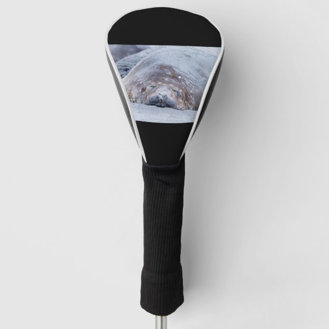 Sleeping elephant seal golf head cover (Front)
