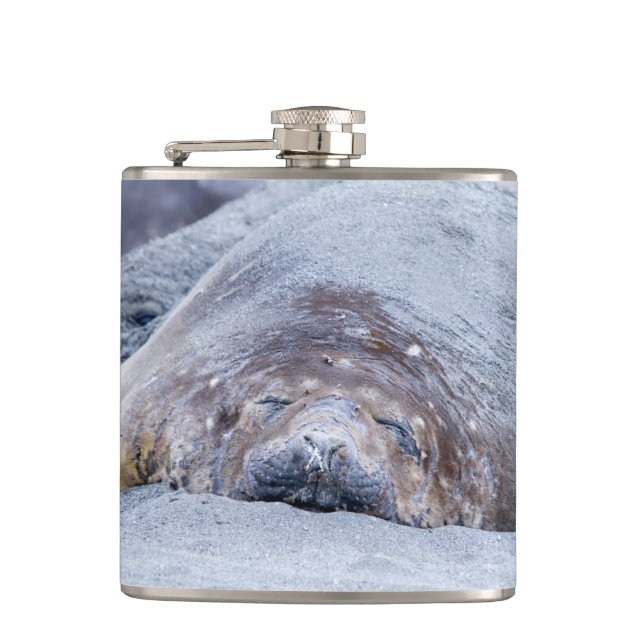 Sleeping elephant seal hip flask (Front)