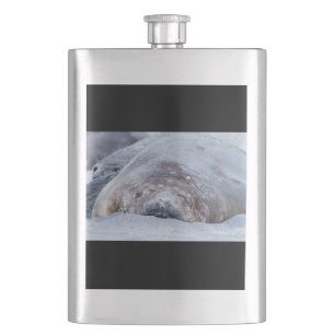 Sleeping elephant seal hip flask