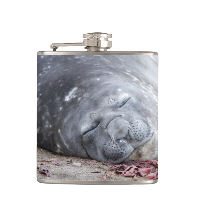 Sleeping elephant seal hip flask (Front)