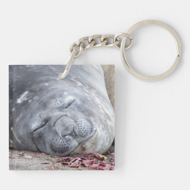 Sleeping elephant seal keychain (Back)