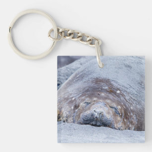 Sleeping elephant seal keychain