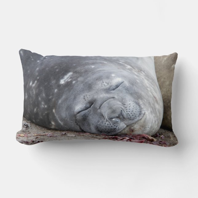 Sleeping elephant seal lumbar pillow (Front)