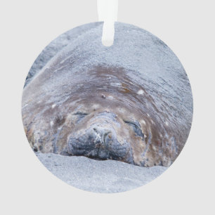 Sleeping elephant seal ornament
