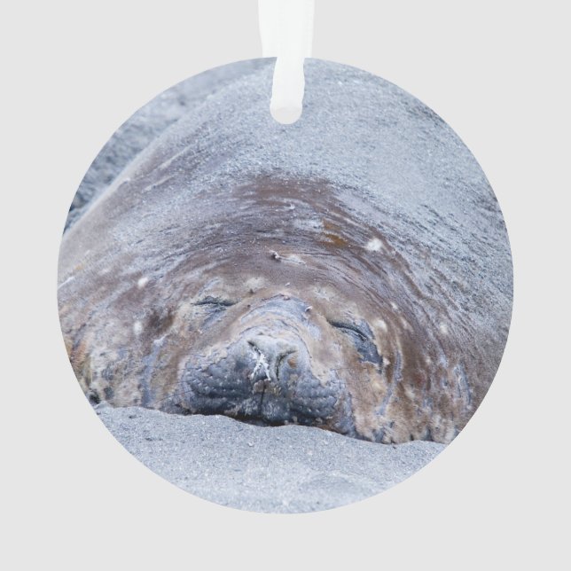 Sleeping elephant seal ornament (Back)