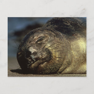 Sleeping Elephant Seal Postcard