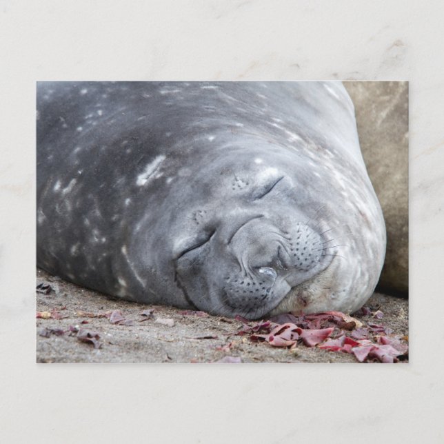 Sleeping elephant seal postcard (Front)