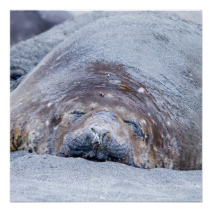 Sleeping elephant seal poster