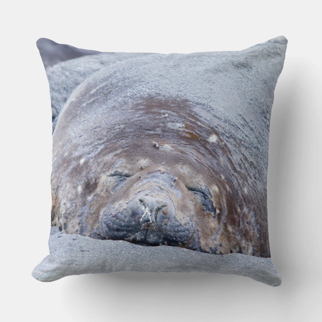 Sleeping elephant seal throw pillow (Front)