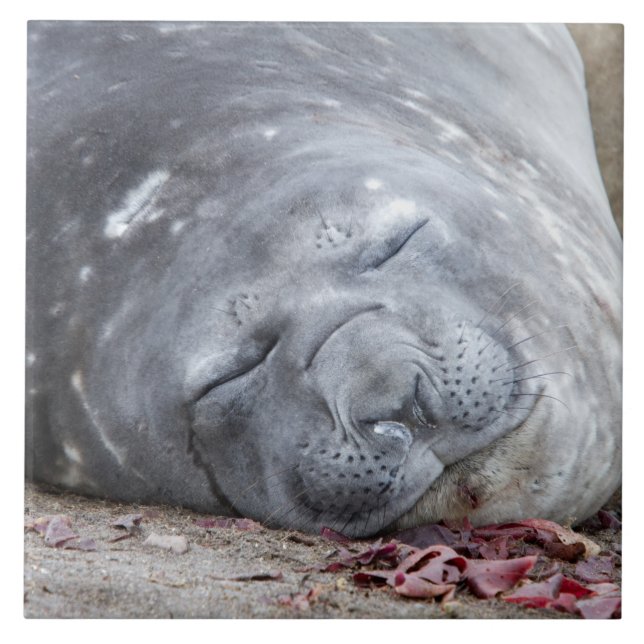 Sleeping elephant seal tile (Front)