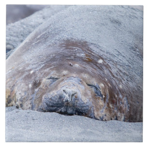 Sleeping elephant seal tile