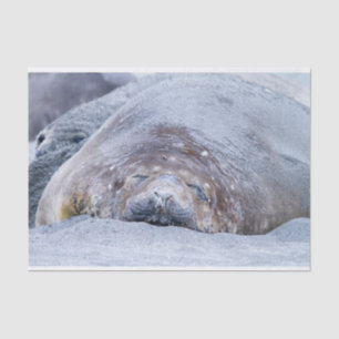 Sleeping elephant seal tissue paper