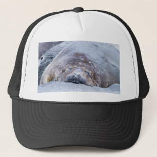 Sleeping elephant seal trucker hat