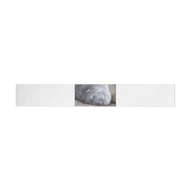 Sleeping elephant seal wrap around label (Individual)