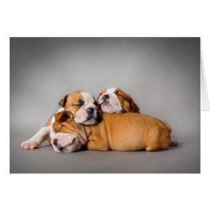 Sleeping English bulldog