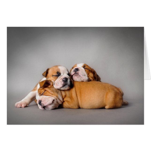 Sleeping English bulldog (Front Horizontal)