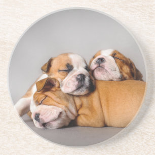 Sleeping English bulldog Coaster