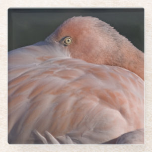 Sleeping Flamingo Glass Coaster