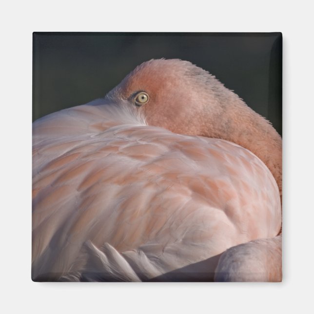 Sleeping Flamingo Magnet (Front)
