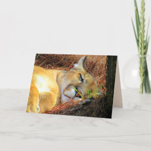 Sleeping Florida Panther /  Cougar Greeting Card