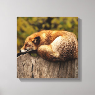 Sleeping Fox Canvas Print