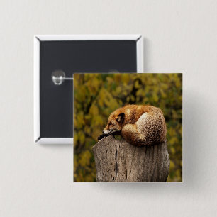sleeping fox photo 2 inch square button