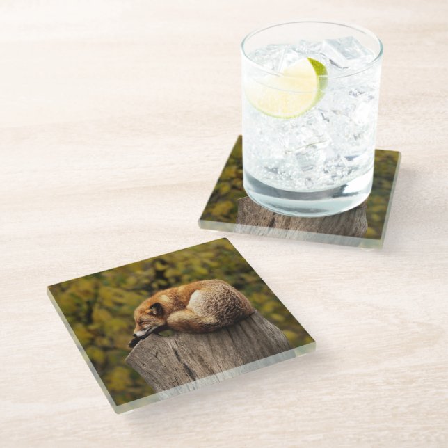 Sleeping fox photo glass coaster (Angled)