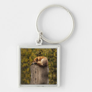 Sleeping fox photo keychain