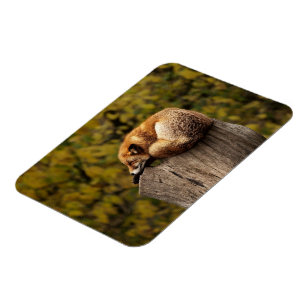 Sleeping fox photo magnet