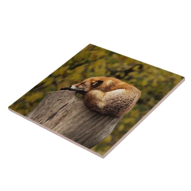 Sleeping fox photo tile (Side)