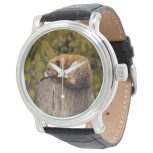 Sleeping fox photo watch