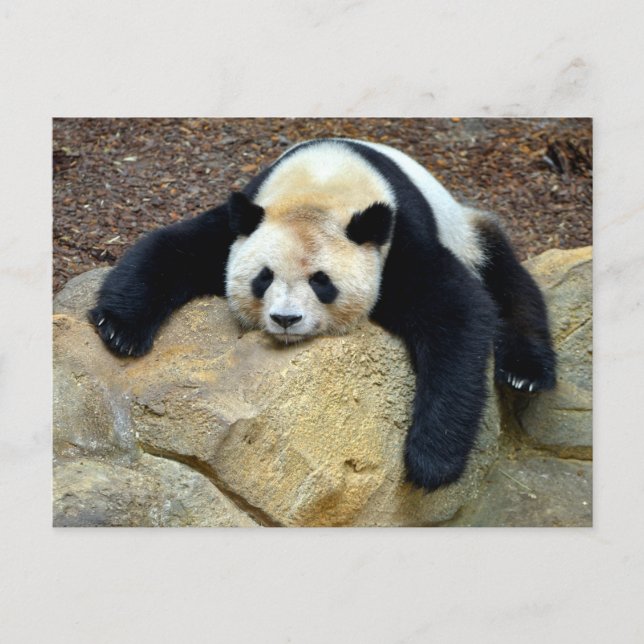 Sleeping giant panda slumped on a rock postcard (Front)