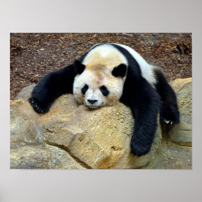 Sleeping giant panda slumped on a rock poster (Front)