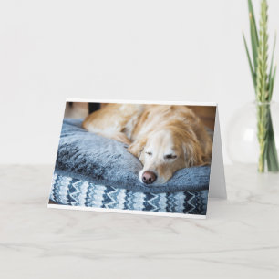 Sleeping golden retriever card