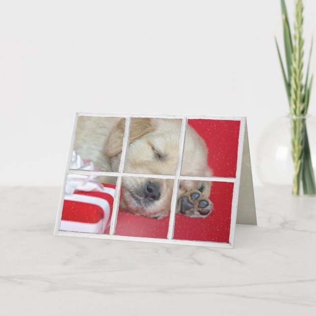 sleeping Golden Retriever in window with gift Card (Front)