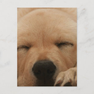 Sleeping Golden Retriever Postcard