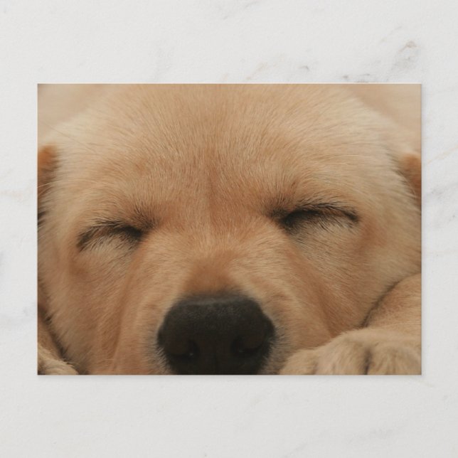 Sleeping Golden Retriever Postcard (Front)