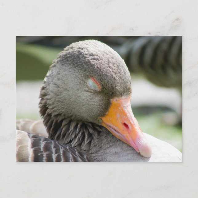Sleeping Goose Postcard (Front)