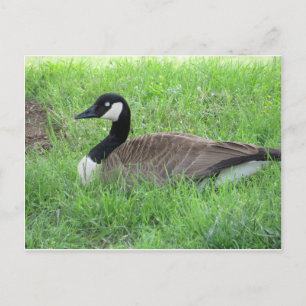 Sleeping Goose Postcard