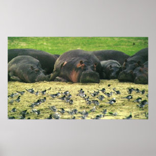 Sleeping Hippos Hippopotamus Portrait Poster