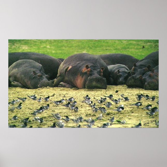 Sleeping Hippos Hippopotamus Portrait Poster (Front)