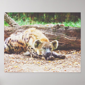 Sleeping Hyena, Wildlife Photography Poster
