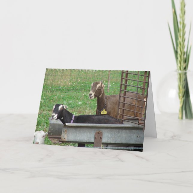 Sleeping in my Feeder Card (Front)