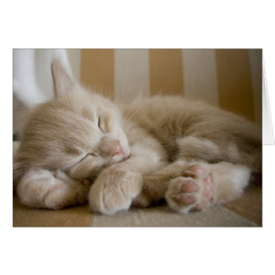 Sleeping Kitten