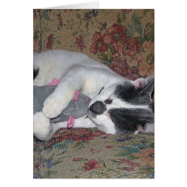 Sleeping Kitten (Front)