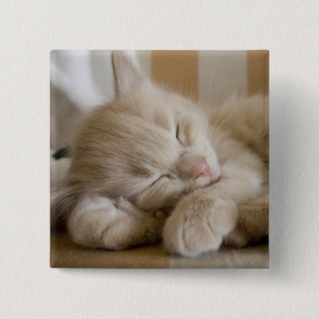 Sleeping Kitten 2 Inch Square Button (Front)