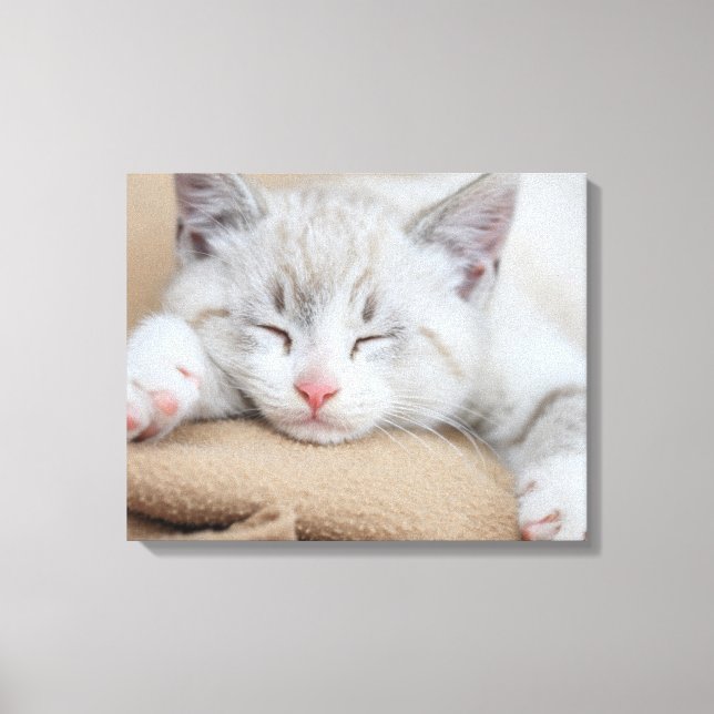 Sleeping Kitten Canvas Print (Front)