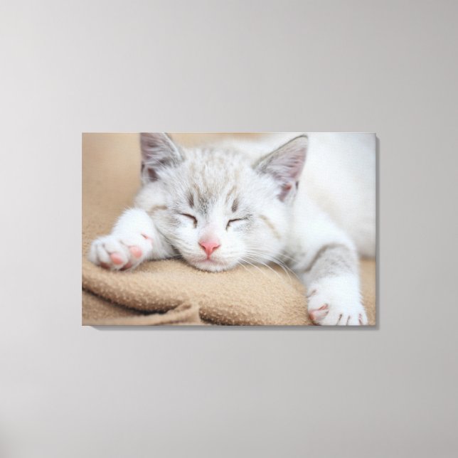 Sleeping Kitten Canvas Print (Front)